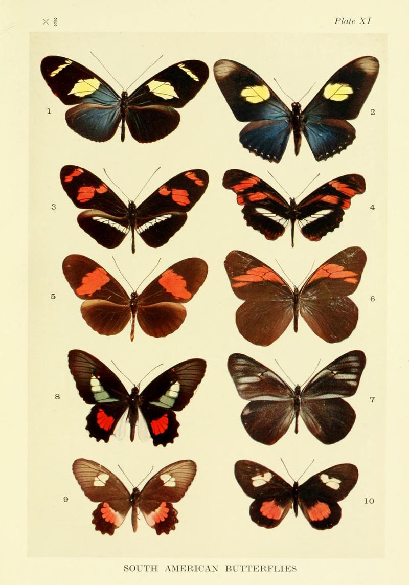 Mimicry in butterflies BHL8180520