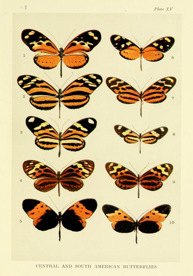 Mimicry in butterflies BHL8180530