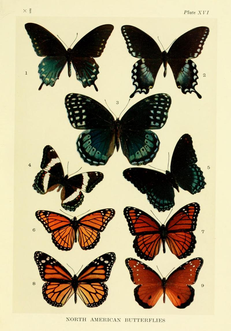 Mimicry in butterflies BHL8180534