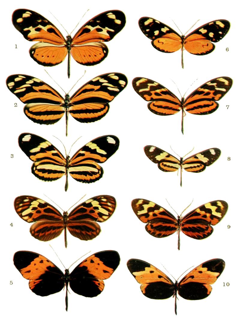 Mimicry in butterflies White Background