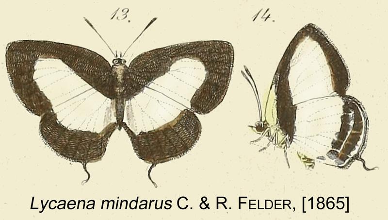 MindarusFelder1865OD