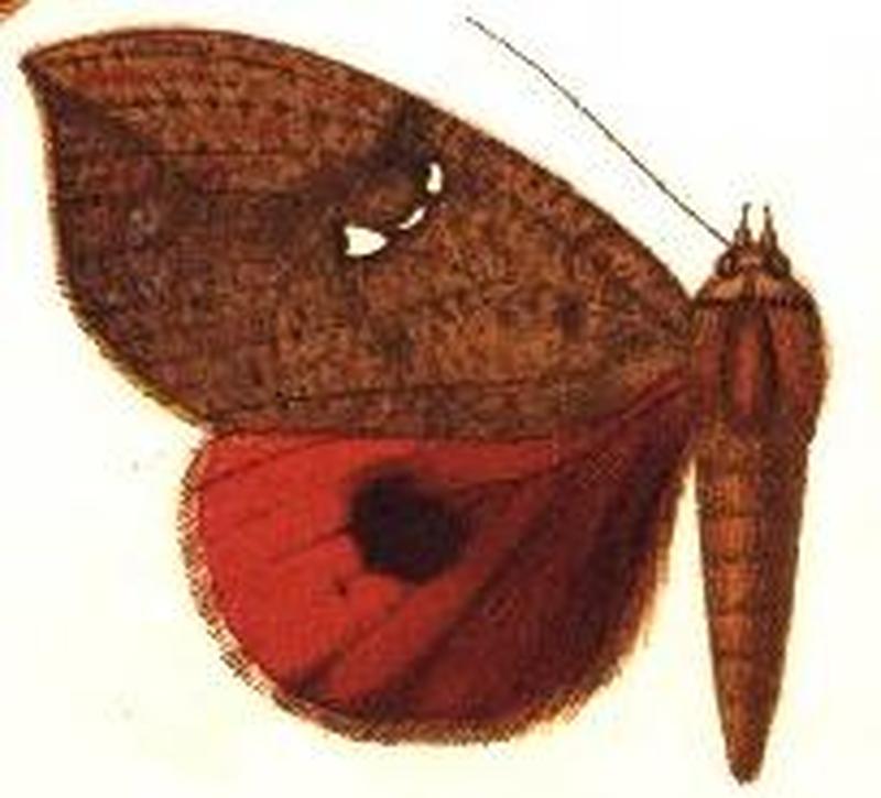 Miniodes maculifera