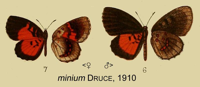 MiniumDruce1910OD