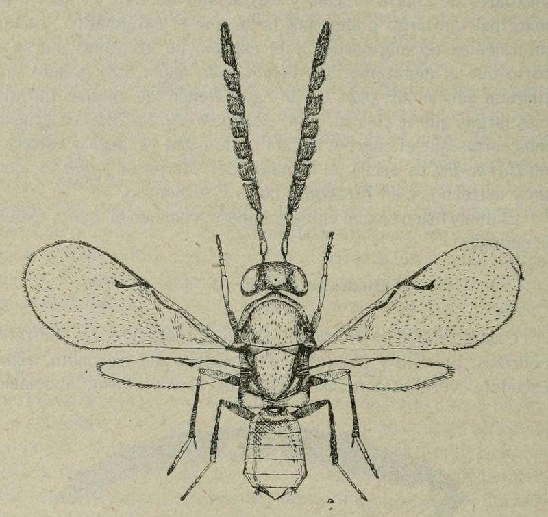 Mira integralis Fauna iberica (1921) p.554
