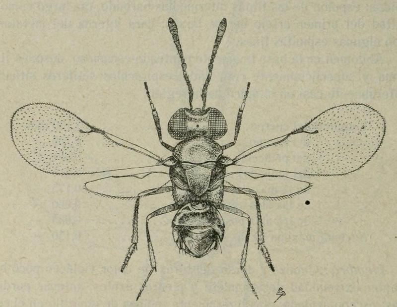 Mira integralis Fauna iberica (1921) p.556