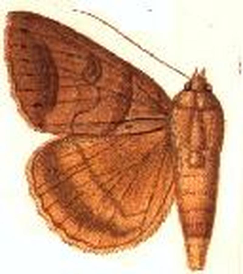 Mocis antillesia