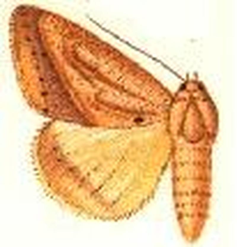Mocis diplocyma