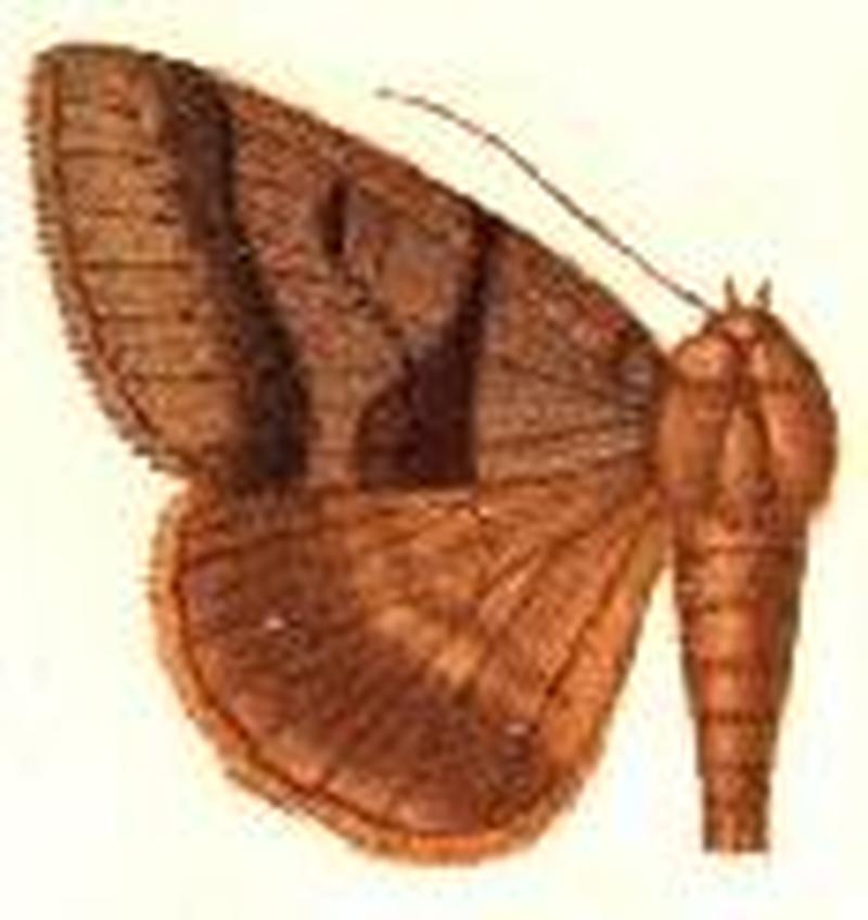 Mocis discios