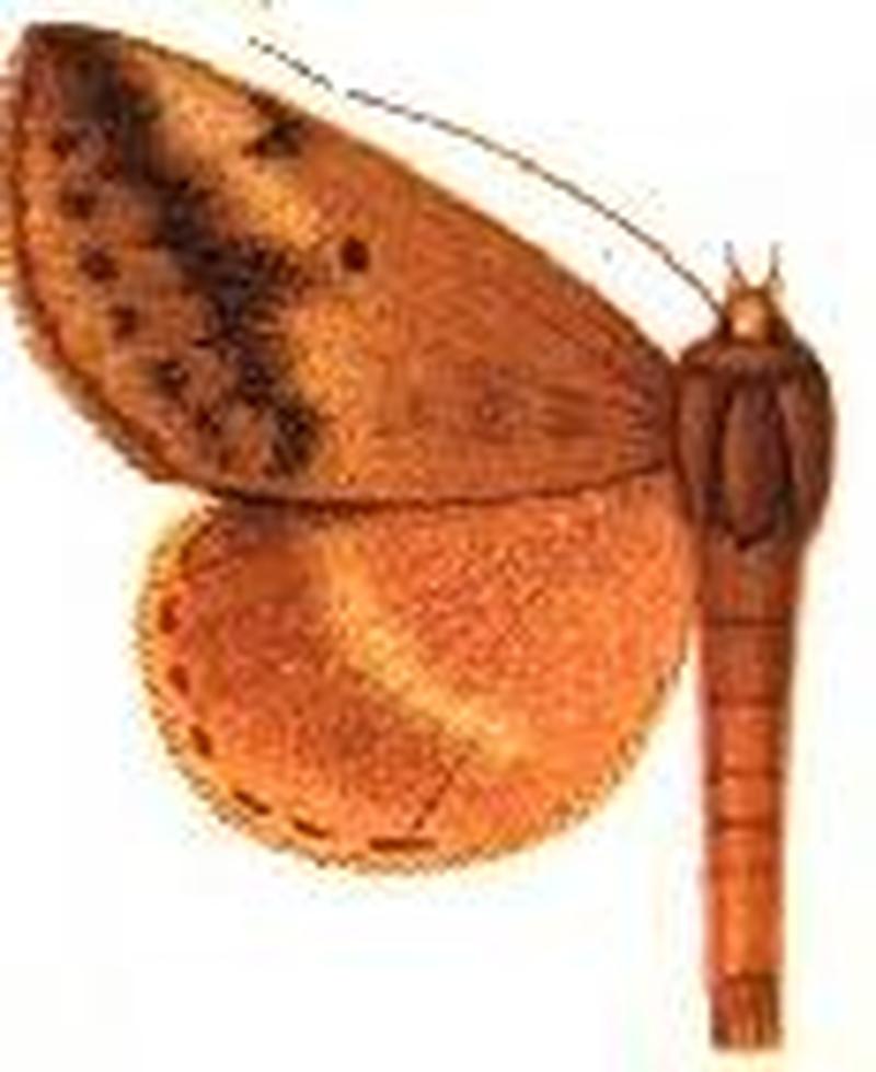 Mocis inornata