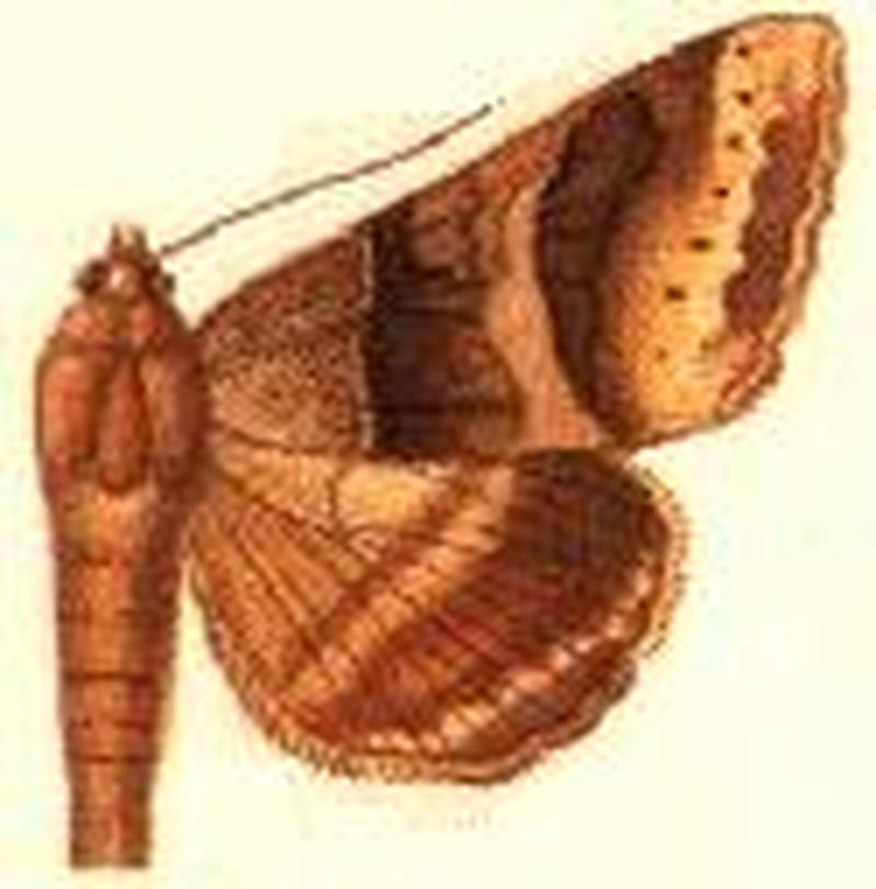 Mocis trifasciata
