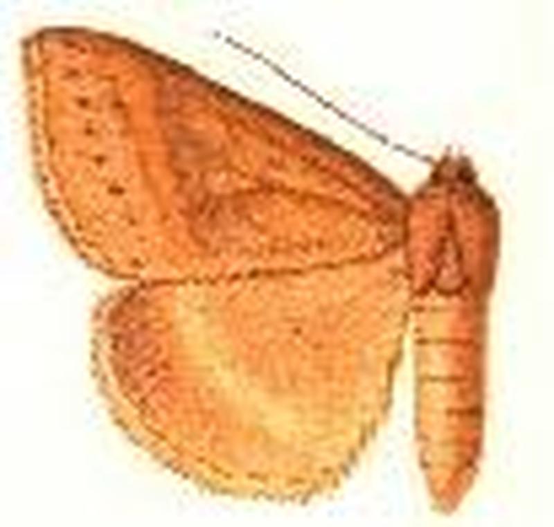 Mocis undifera