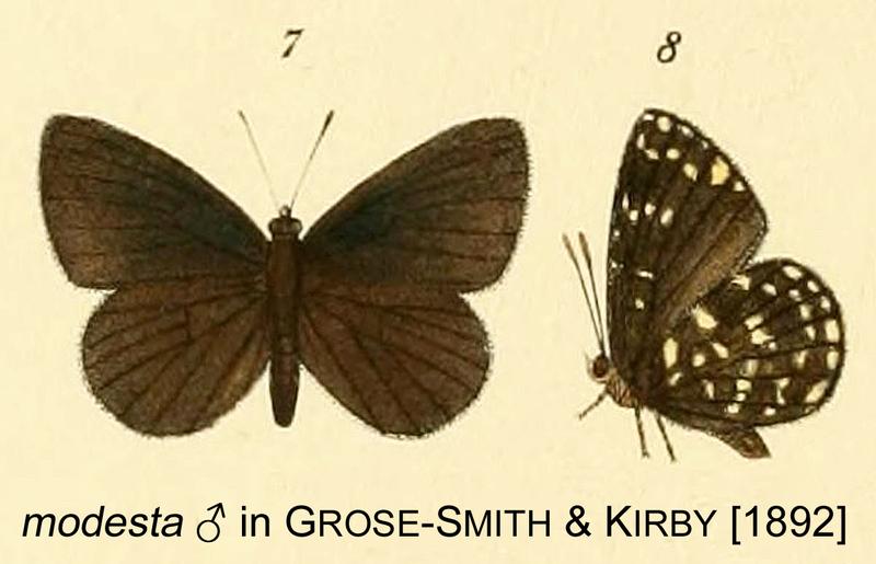 Modesta inGSK1892