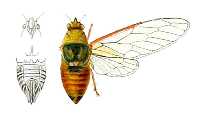 Mogannia binotata Distant 1914