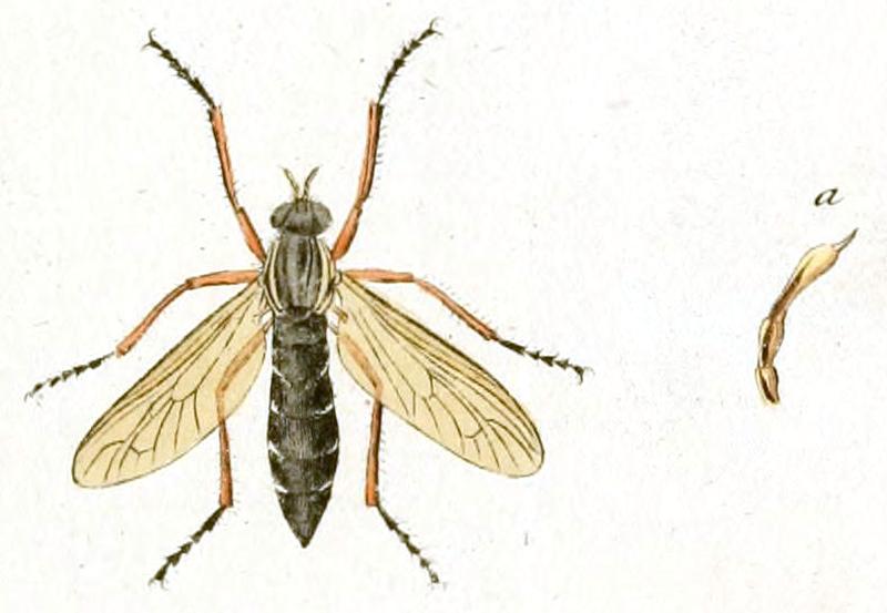 Molobratia teutonus (Linnaeus 1767) labelled as Asilus teutonus Linn. (Panzer & Sturm 1793) whitened