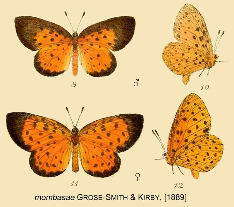 Tingra mombasae from original description
