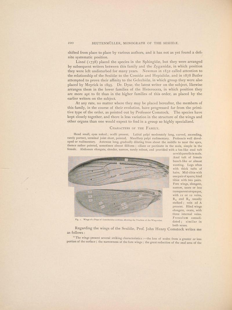 Monograph of the Sesiidæ of America, north of Mexico (Page 220) BHL38577384