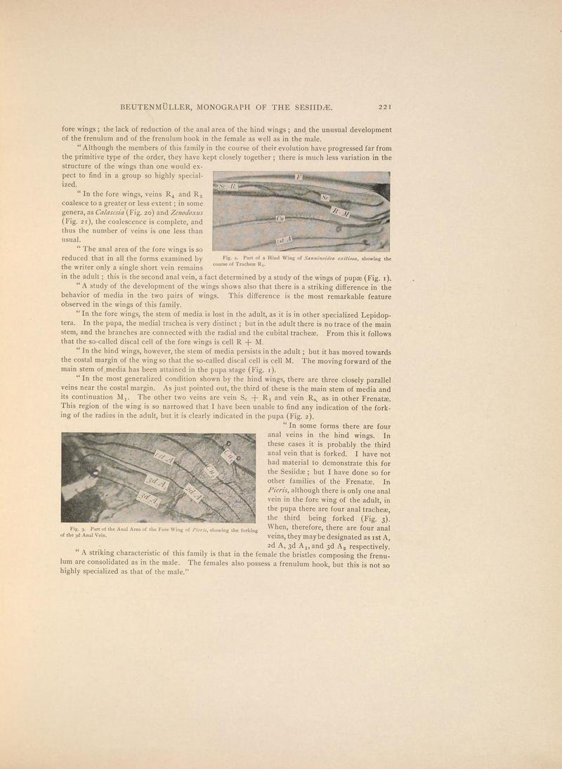 Monograph of the Sesiidæ of America, north of Mexico (Page 221) BHL38577383