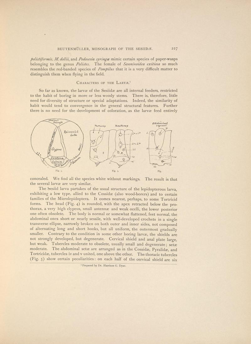 Monograph of the Sesiidæ of America, north of Mexico (Page 227) BHL38577377