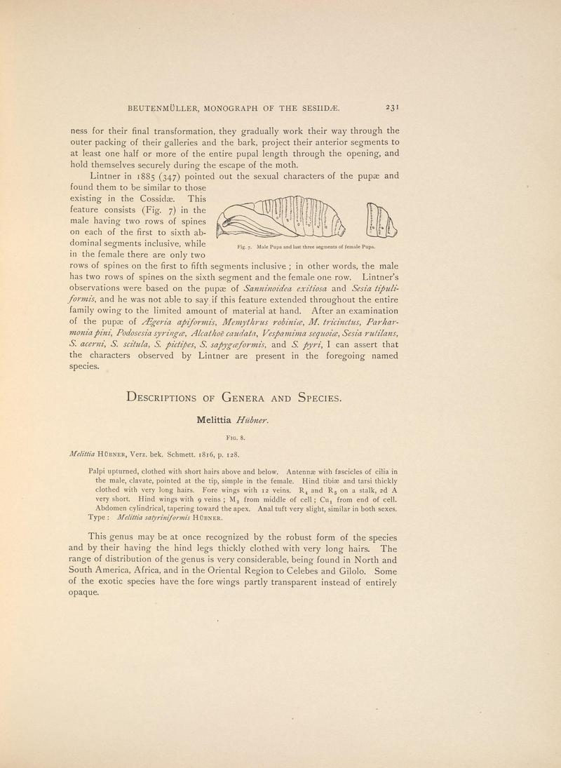 Monograph of the Sesiidæ of America, north of Mexico (Page 231) BHL38577373
