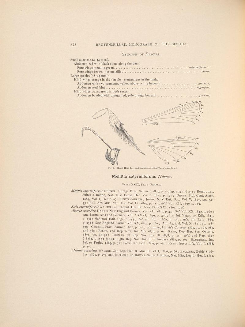 Monograph of the Sesiidæ of America, north of Mexico (Page 232) BHL38577372
