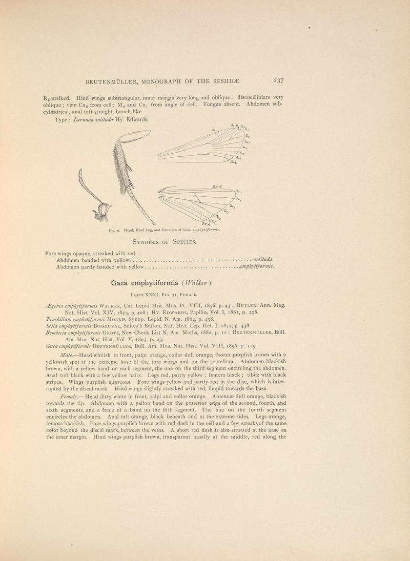 Monograph of the Sesiidæ of America, north of Mexico (Page 237) BHL38577367