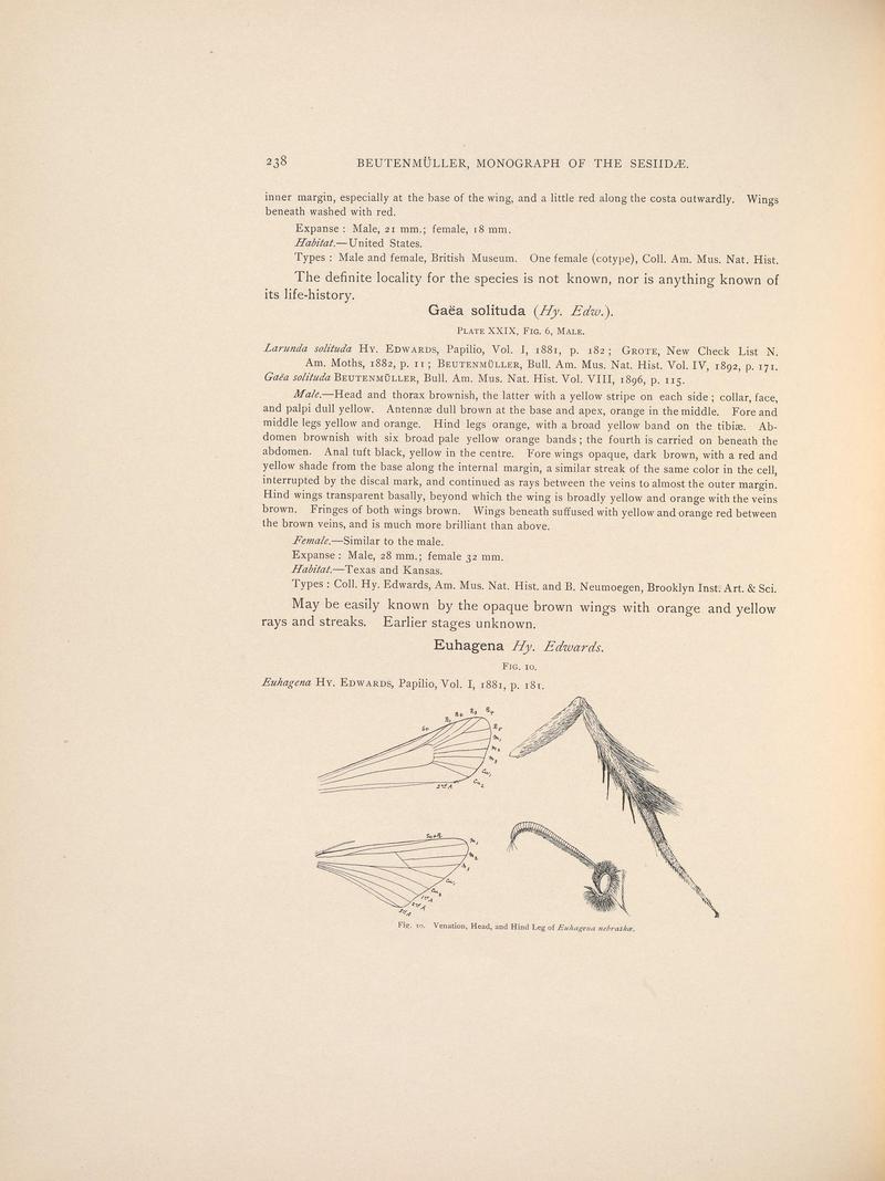 Monograph of the Sesiidæ of America, north of Mexico (Page 238) BHL38577366