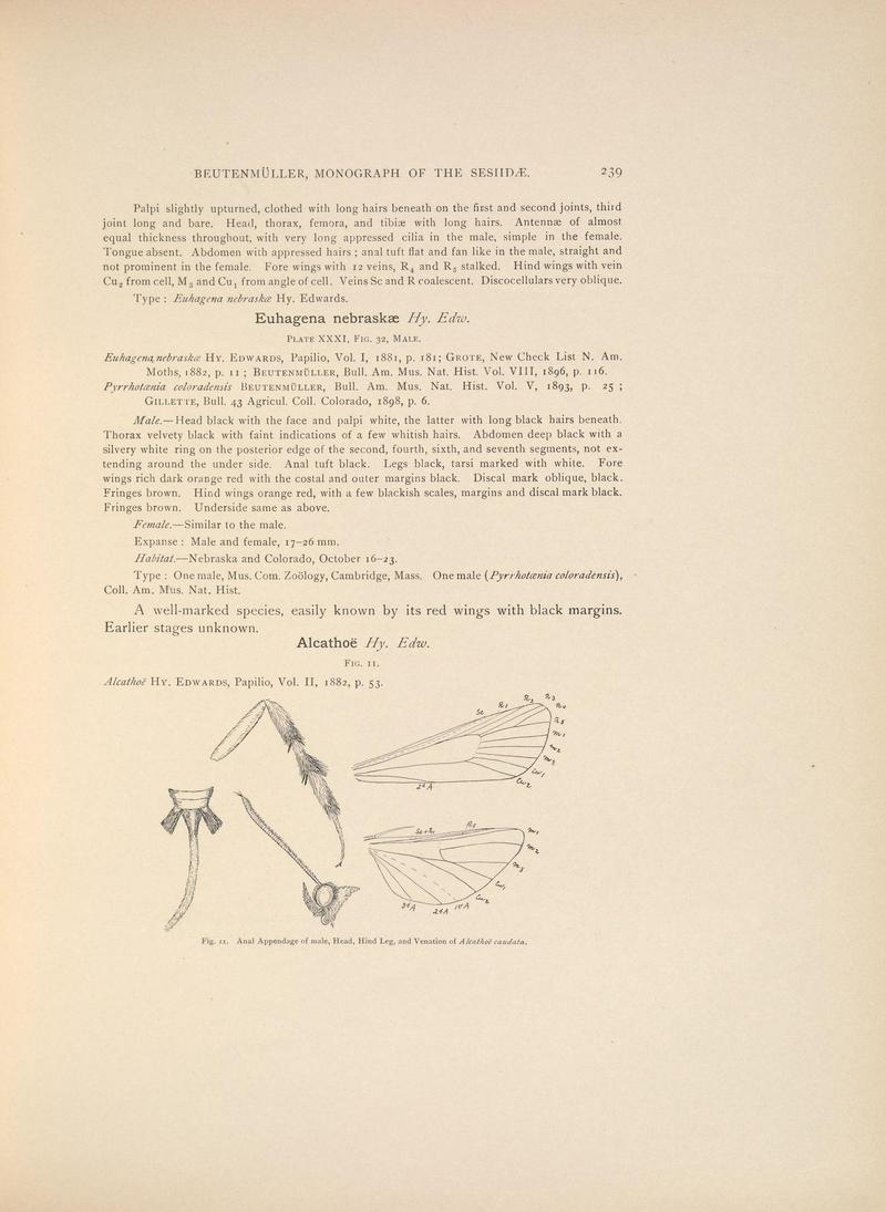 Monograph of the Sesiidæ of America, north of Mexico (Page 239) BHL38577365