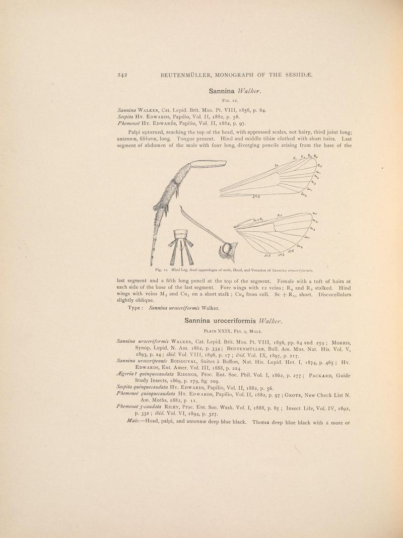 Monograph of the Sesiidæ of America, north of Mexico (Page 242) BHL38577362