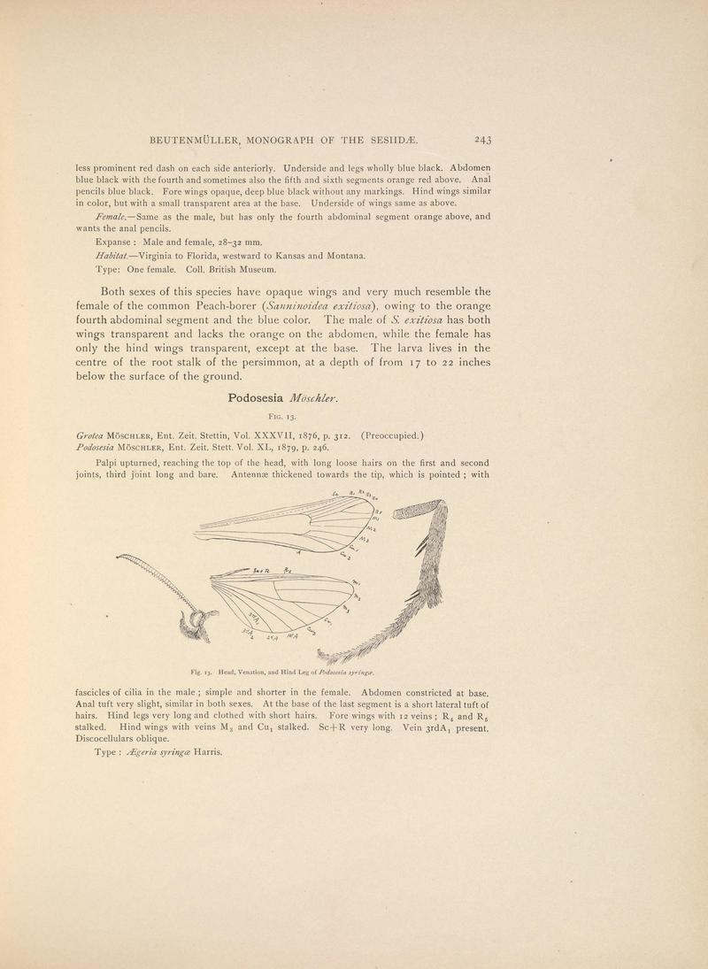 Monograph of the Sesiidæ of America, north of Mexico (Page 243) BHL38577329