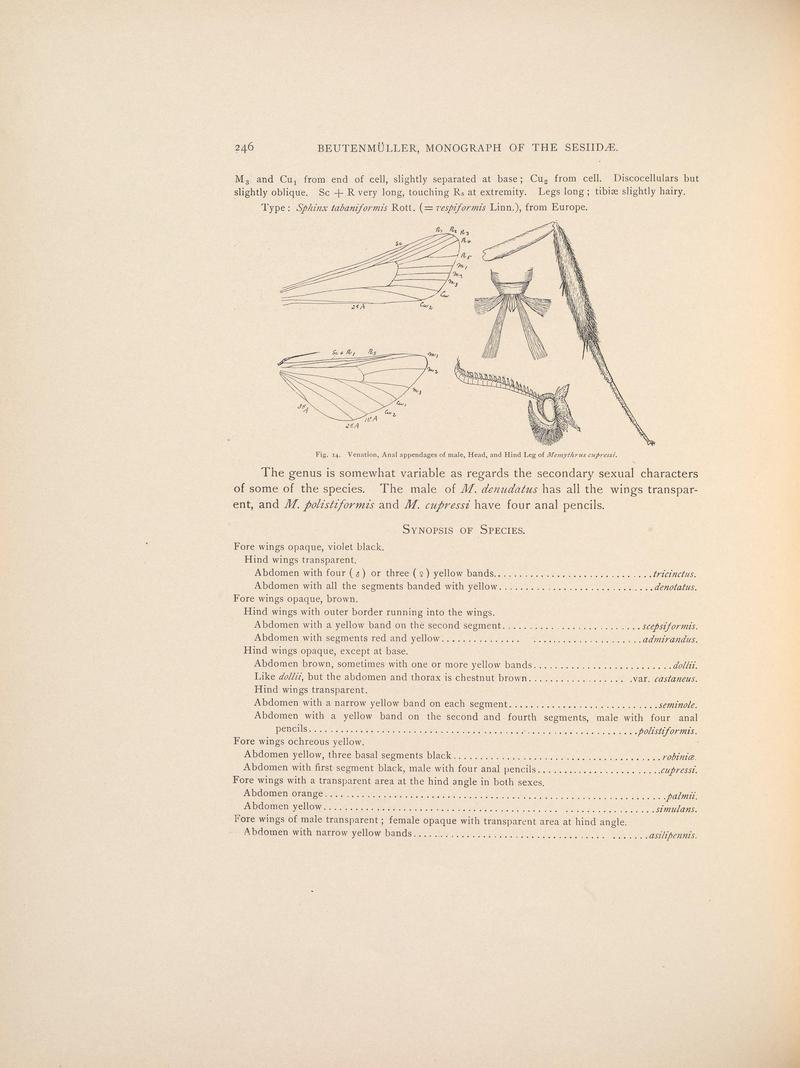 Monograph of the Sesiidæ of America, north of Mexico (Page 246) BHL38577332