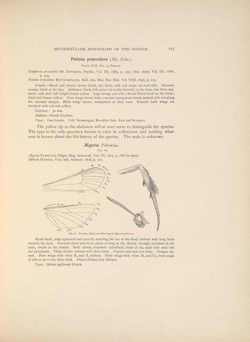 Monograph of the Sesiidæ of America, north of Mexico (Page 255) BHL38577341
