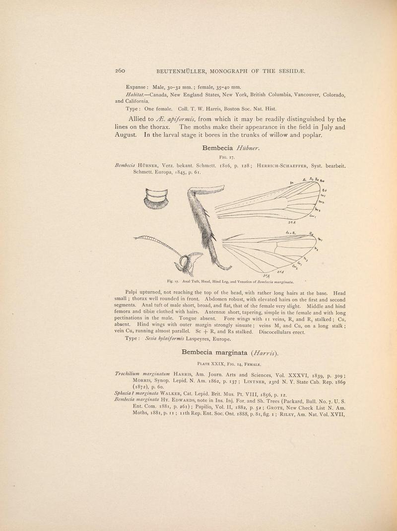 Monograph of the Sesiidæ of America, north of Mexico (Page 260) BHL38577346