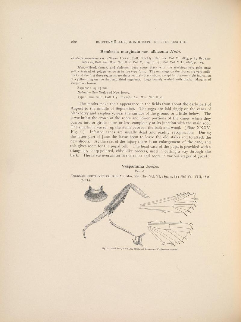 Monograph of the Sesiidæ of America, north of Mexico (Page 262) BHL38577348
