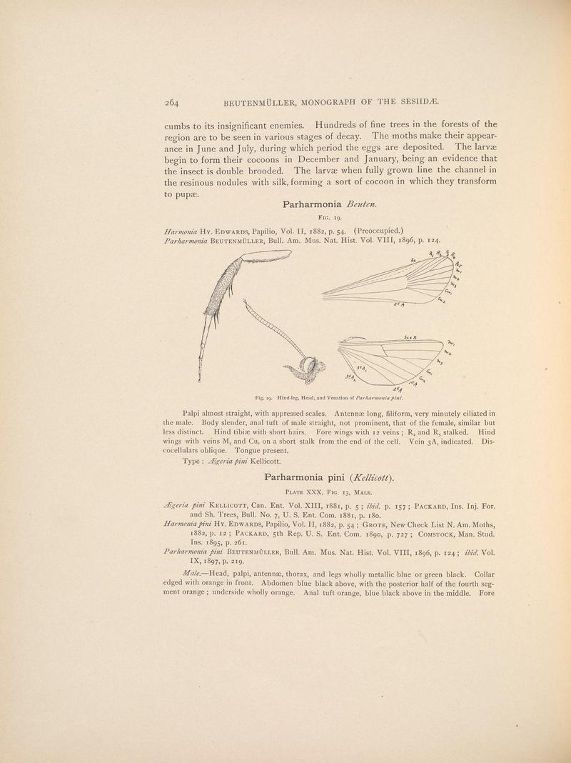 Monograph of the Sesiidæ of America, north of Mexico (Page 264) BHL38577350
