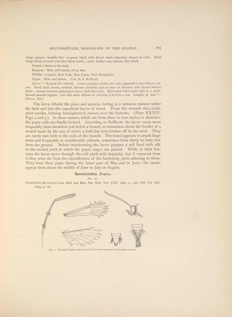 Monograph of the Sesiidæ of America, north of Mexico (Page 265) BHL38577351