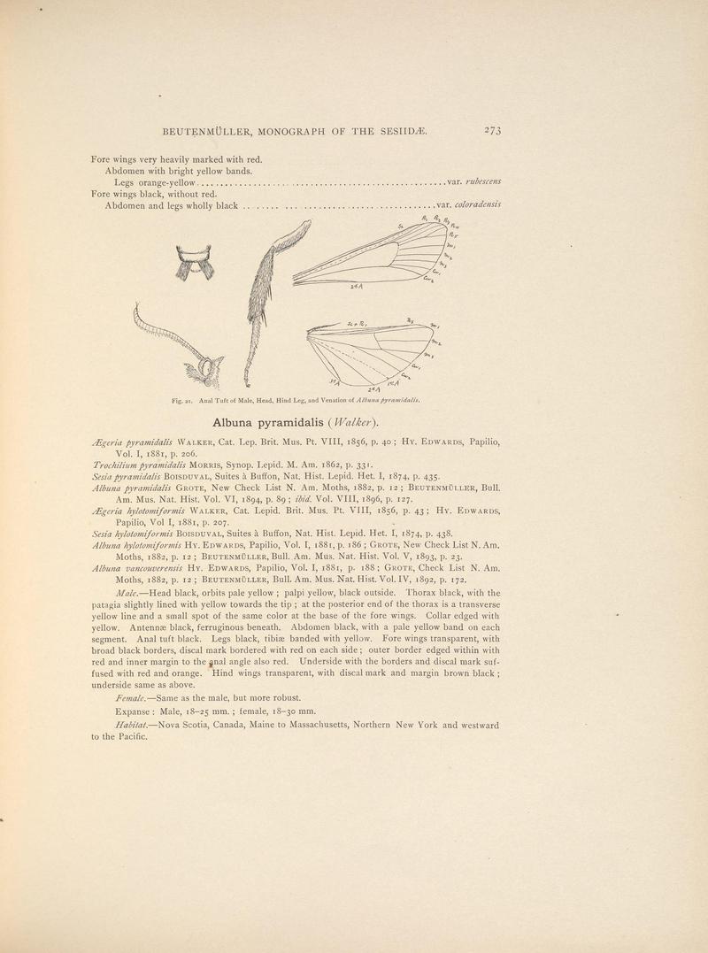 Monograph of the Sesiidæ of America, north of Mexico (Page 273) BHL38577359