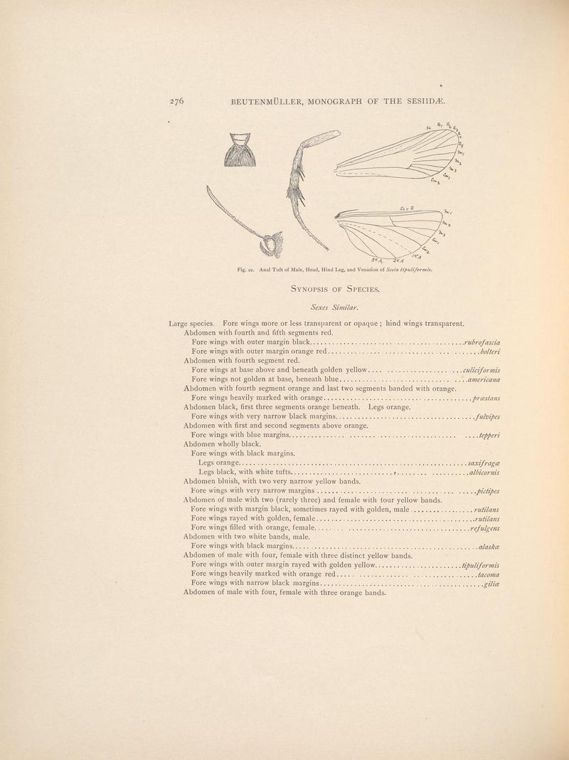 Monograph of the Sesiidæ of America, north of Mexico (Page 276) BHL38577400