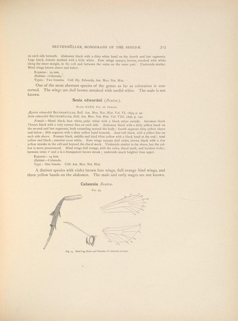 Monograph of the Sesiidæ of America, north of Mexico (Page 313) BHL38577437