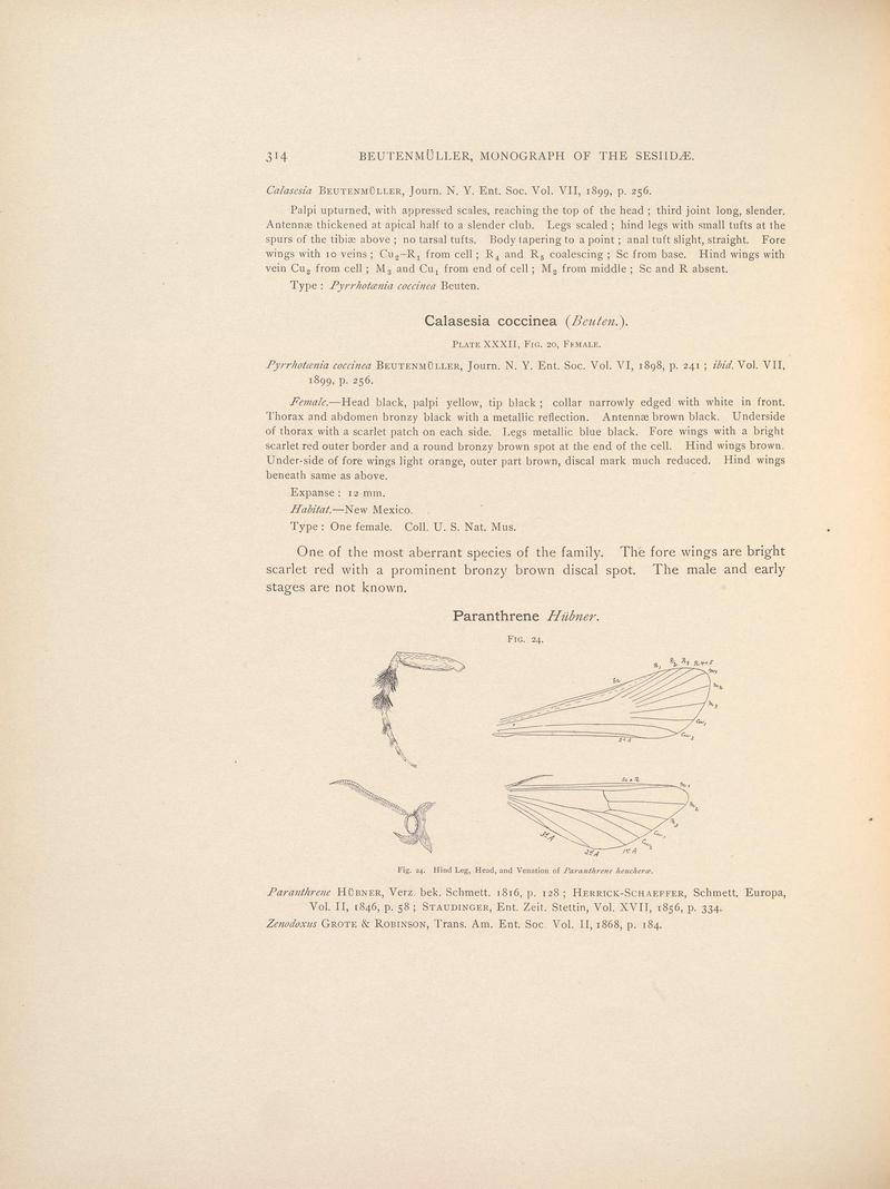 Monograph of the Sesiidæ of America, north of Mexico (Page 314) BHL38577438