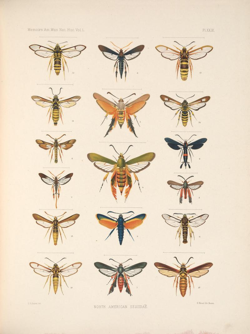 Monograph of the Sesiidæ of America, north of Mexico (Pl. XXIX) BHL38577479