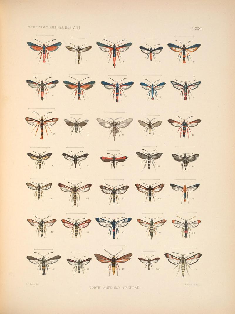 Monograph of the Sesiidæ of America, north of Mexico (Pl. XXXII) BHL38577491
