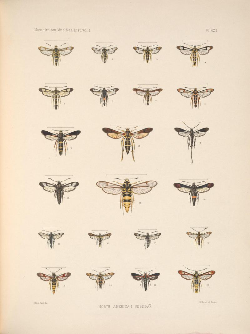 Monograph of the Sesiidæ of America, north of Mexico (Pl. XXXIII) BHL38577495