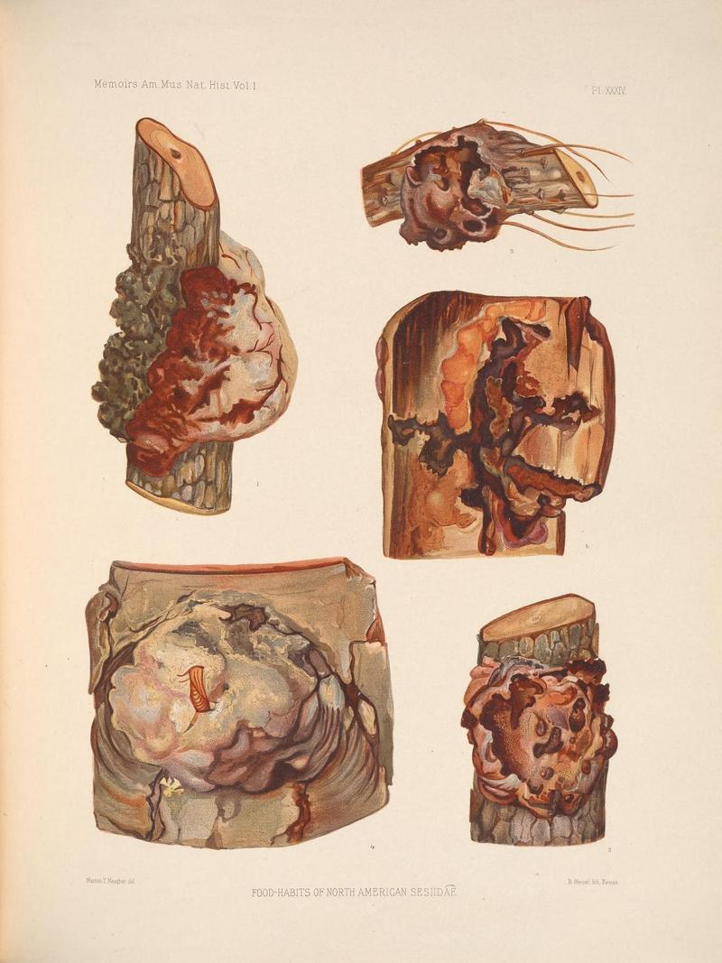 Monograph of the Sesiidæ of America, north of Mexico (Pl. XXXIV) (7400749840)