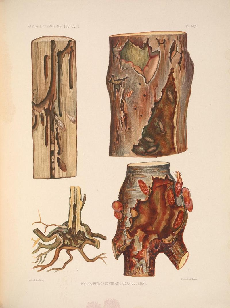Monograph of the Sesiidæ of America, north of Mexico (Pl. XXXVI) (7400751032)
