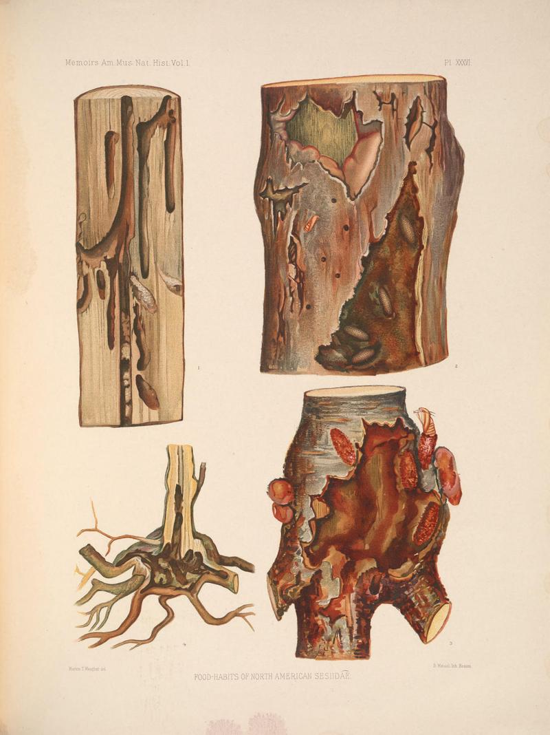 Monograph of the Sesiidæ of America, north of Mexico (Pl. XXXVI) BHL38577507