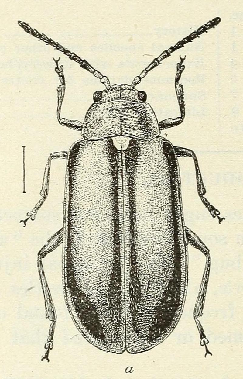 Monoxia puncticollis