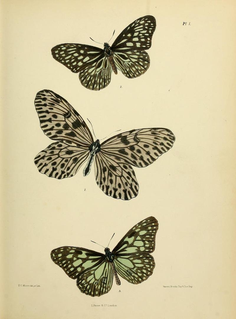 MooreThe Lepidoptera of CeylonPlate1