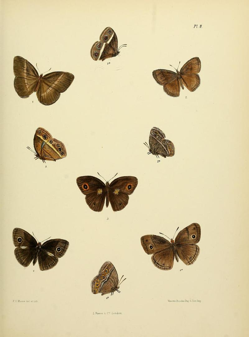 MooreThe Lepidoptera of CeylonPlate11