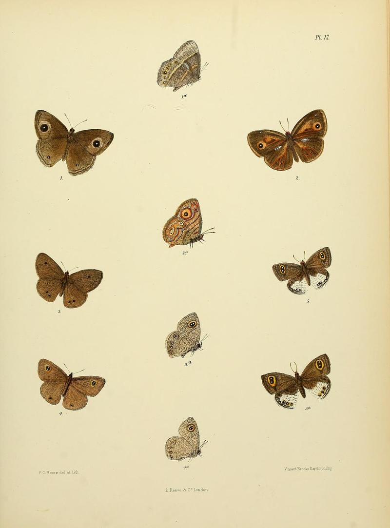 MooreThe Lepidoptera of CeylonPlate12