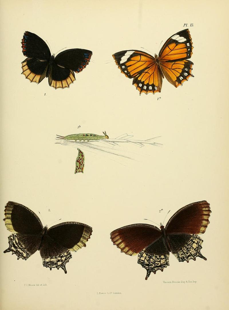 MooreThe Lepidoptera of CeylonPlate13